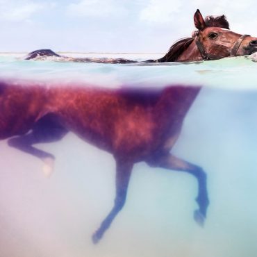 paard onderwater foto